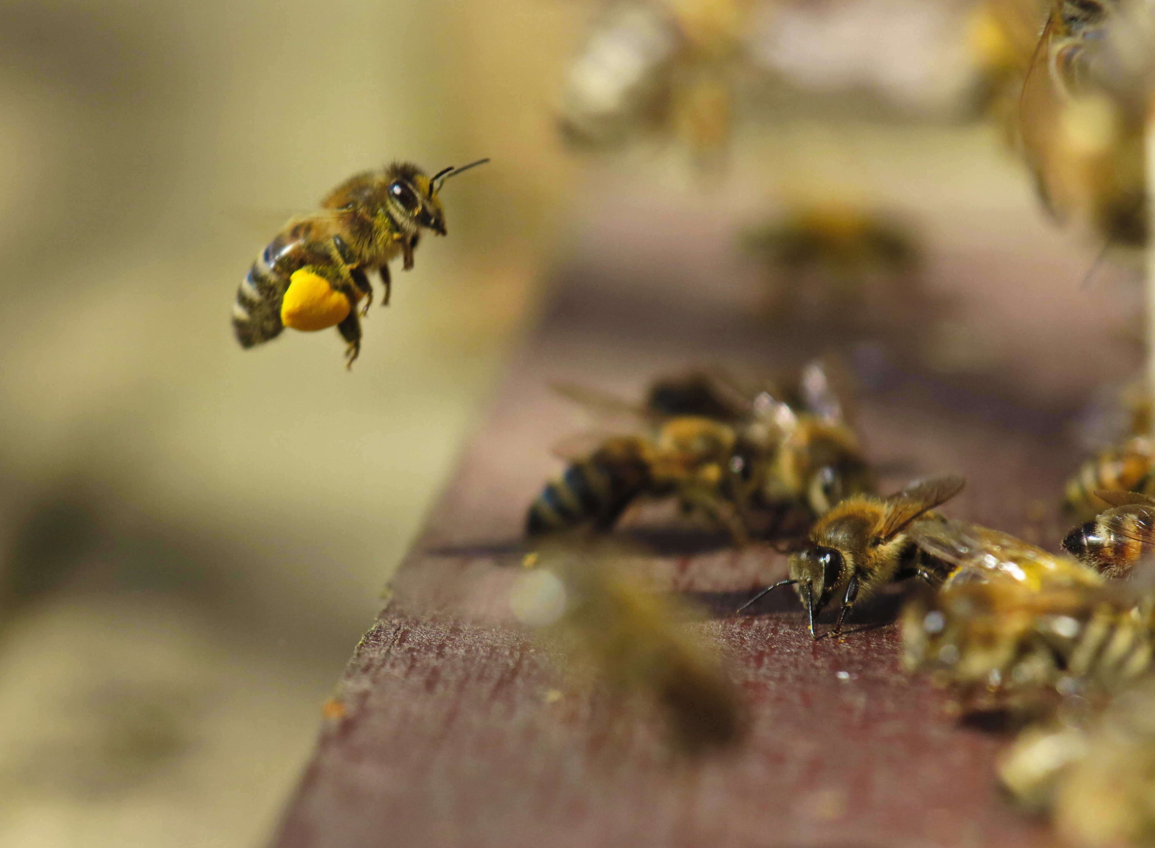 Miel de abejas