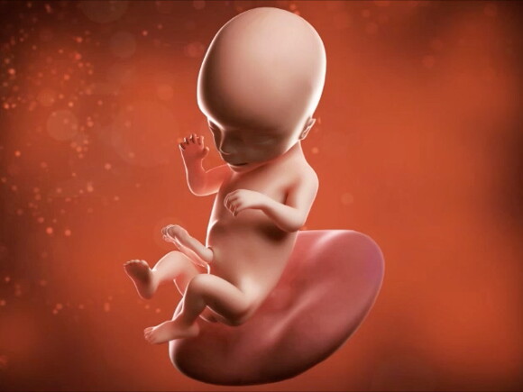 Si pudieras mirar dentro de ti y observar a tu bebé en crecimiento, pronto podrías verlo chuparse el pulgar.